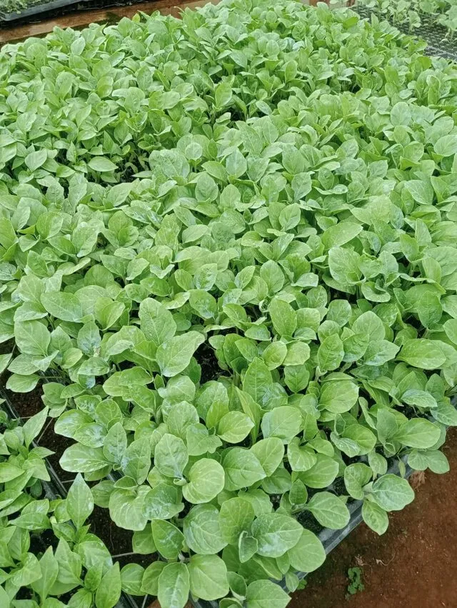 Eggplant plants