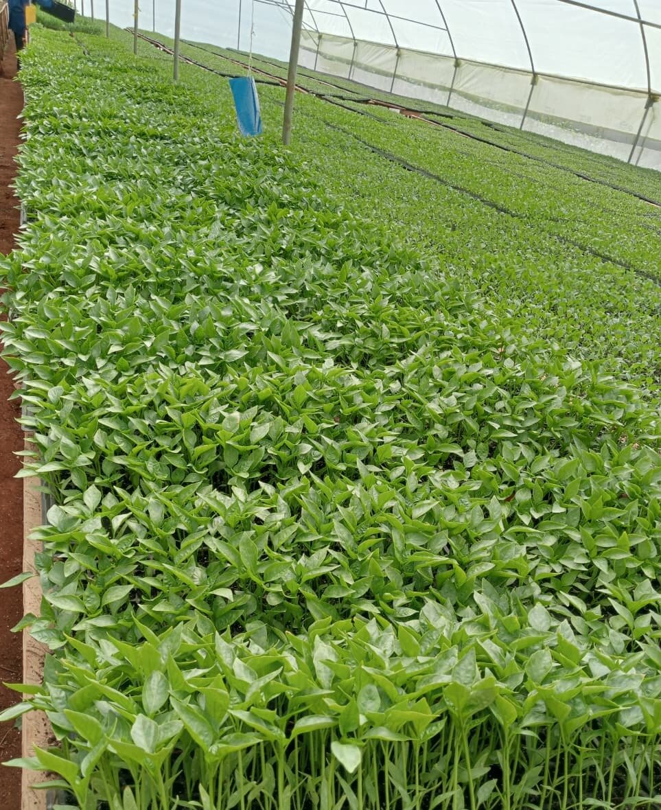Nursery process at Toree Farm