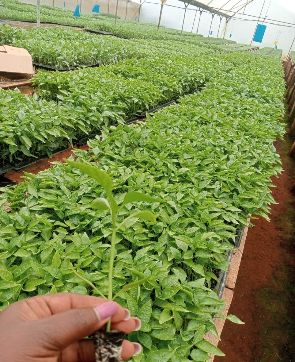 Healthy seedlings ready for market
