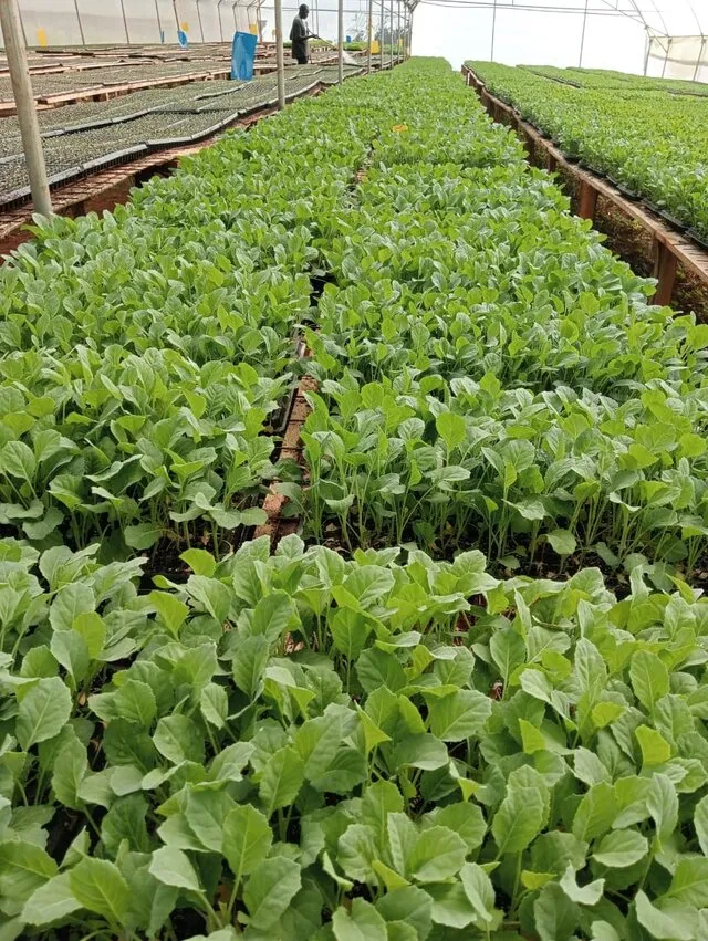 Broccoli seedlings