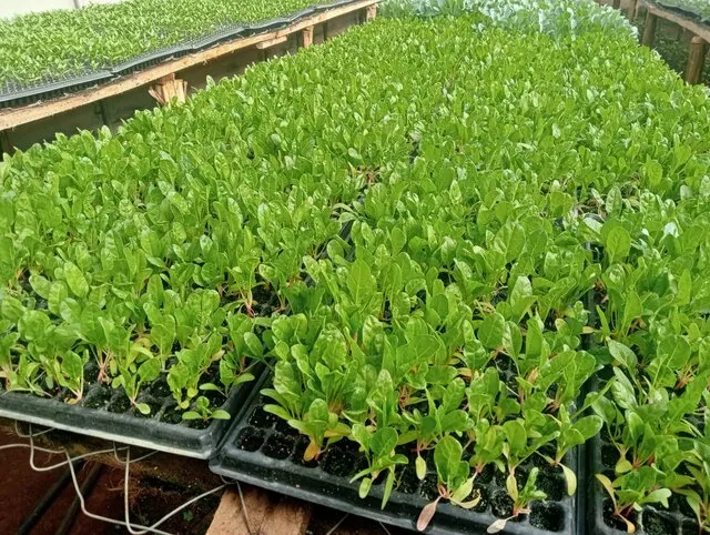 Healthy spinach plants